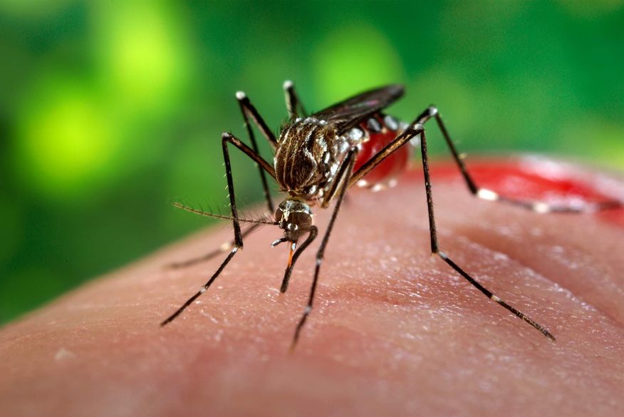 Com medo de coronavírus, Brasil tem alta de 71% em casos de dengue
