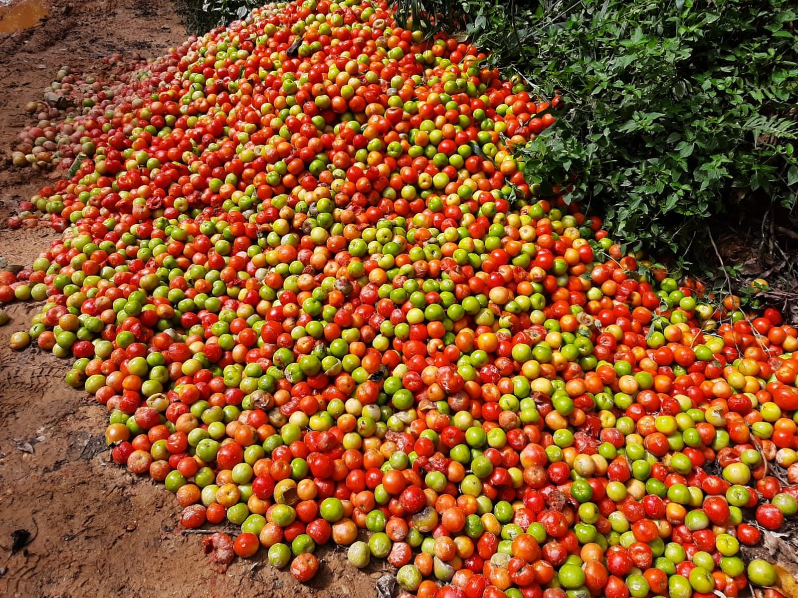 Toneladas de tomates são descartadas às margens de estradas no interior de SP