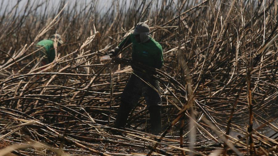 “Querem que trabalhador rural volte a fazer cocô no mato”… – Veja mais em https://noticias.uol.com.br/colunas/leonardo-sakamoto/2020/03/03/querem-que-trabalhador-rural-volte-a-fazer-coco-no-mato-acusa-sindicato.htm?cmpid=copiaecola