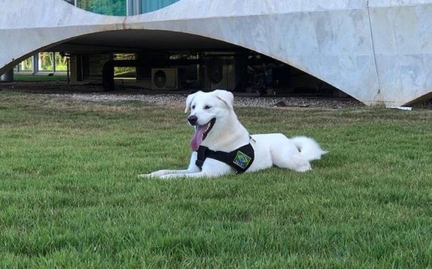 Cachorro adotado por família Bolsonaro já tinha dono e será devolvido