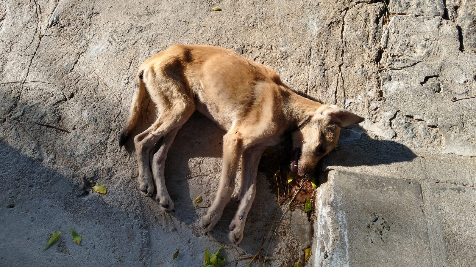 Zé Gonçalves denuncia que estão matando envenenados os animais de rua em Patos