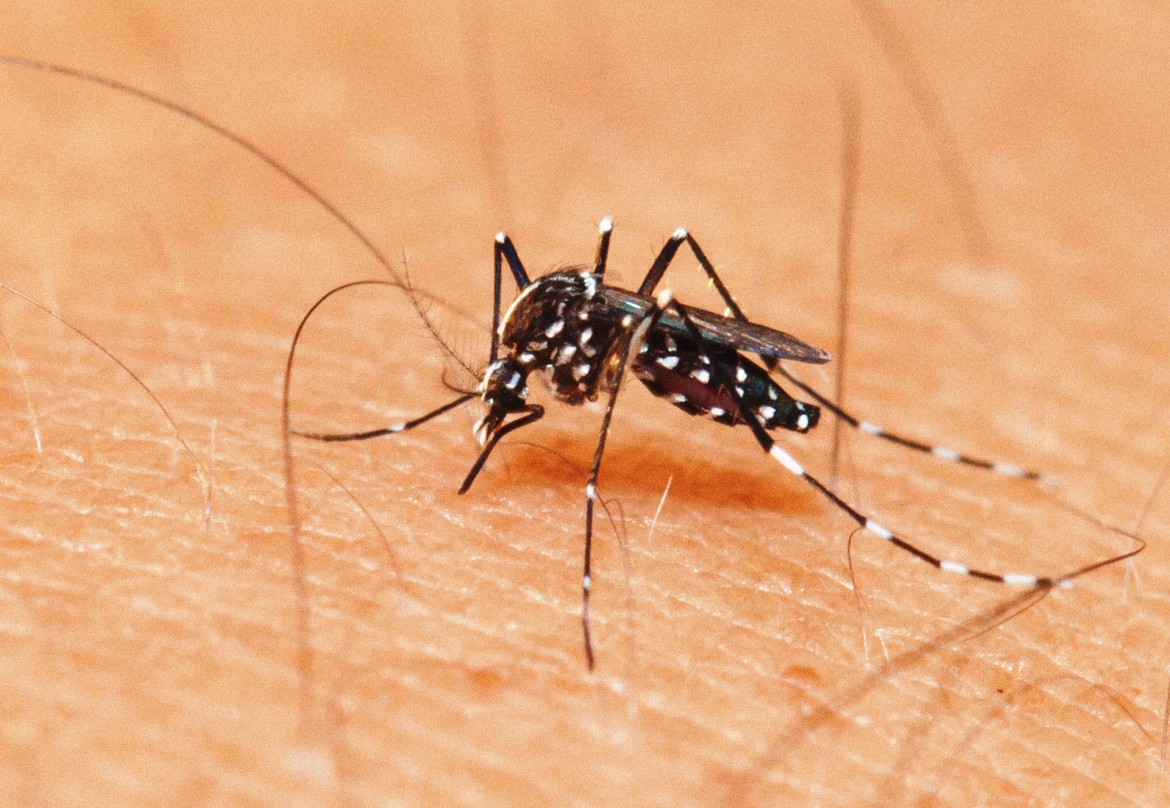 Levantamento: 32 municípios da Paraíba têm risco para surto de dengue, chikungunya e zika