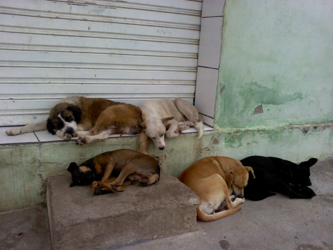 É inadmissível a matança de animais de Rua em Patos. Diz revoltado o vereador Zé Gonçalves.